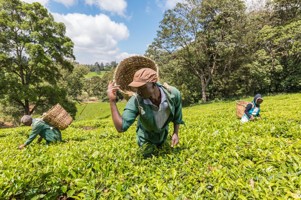 tea farm tour kenya